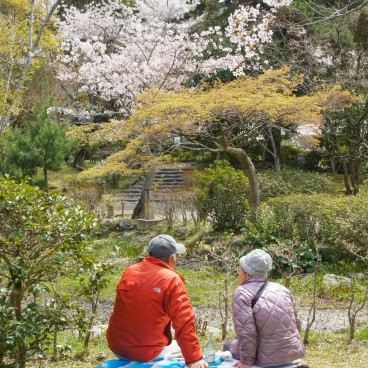 Maruyama Park (Kyoto), Ohanami cherry blossom viewing party in spring 2