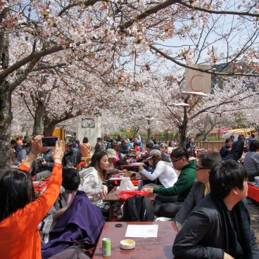 Maruyama Park (Kyoto), Ohanami cherry blossom viewing party in spring