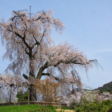 Maruyama Park (Kyoto), Huge cherry tree