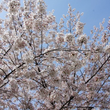 Maruyama Park (Kyoto), Cherry blossoms in spring