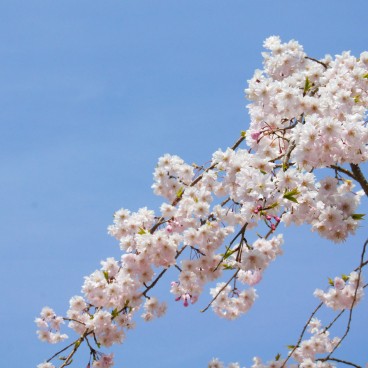 Maruyama Park (Kyoto), Cherry blossoms in spring 3