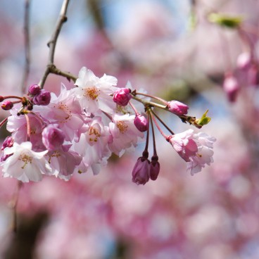 Maruyama Park (Kyoto), Cherry blossoms in spring 4