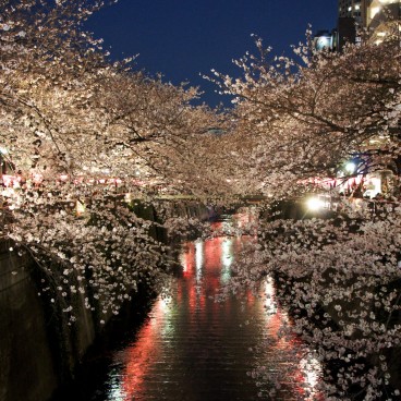 Meguro-gawa (Tokyo), light-up during cherry blossoms season