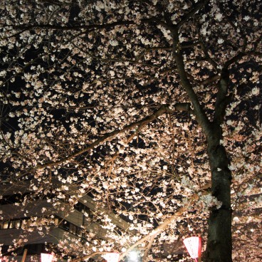 Naka Meguro-gawa in Shibuya (Tokyo), Light-up of the blooming cherry trees 7