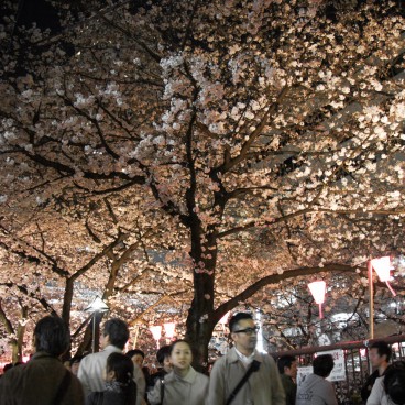 Naka Meguro-gawa in Shibuya (Tokyo), The crowded banks of the river during the Sakura Matsuri in spring 2