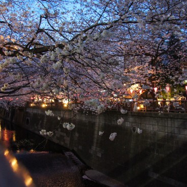 Naka Meguro-gawa in Shibuya (Tokyo), Blooming cherry trees branches above the river