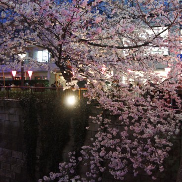 Naka Meguro-gawa (Shibuya, Tokyo), Light-up of the blooming cherry trees branches above the river