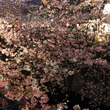 Naka Meguro-gawa in Shibuya (Tokyo), Light-up of the blooming cherry trees 2