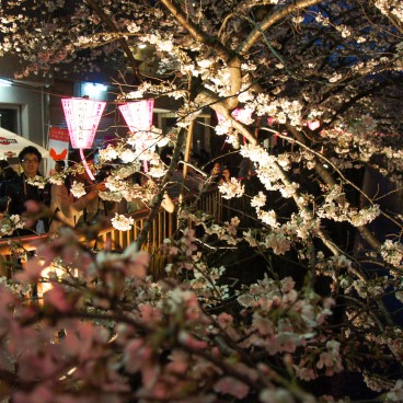 Naka Meguro-gawa in Shibuya (Tokyo), Visitors enjoying the Sakura festival and taking pictures of the light-up