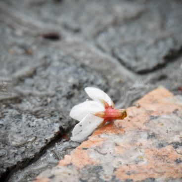 Sumida Park in Asakusa (Tokyo), Fallen cherry blossom