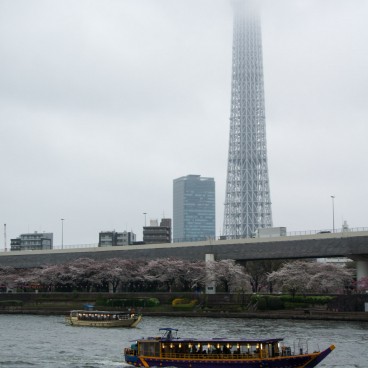 Sumida Park in Asakusa (Tokyo), Yakatabune and cruising ships on the Sumida River with Tokyo SkyTree in the background
