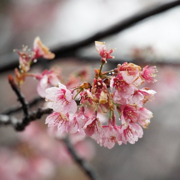 Sumida Park (Asakusa, Tokyo), Blooming cherry trees in late March 2
