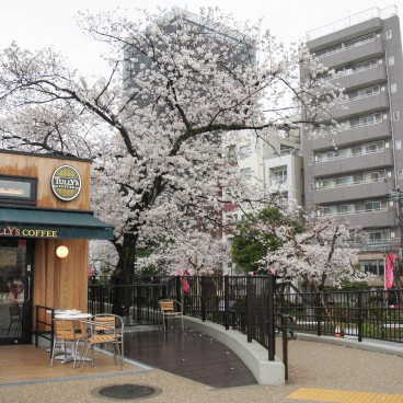 Sumida Park in Asakusa (Tokyo), Blooming cherry trees and urban landscape 2