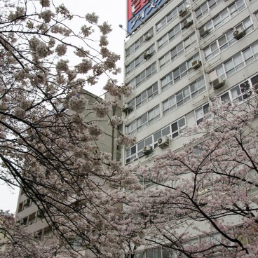 Sumida Park in Asakusa (Tokyo), Blooming cherry trees and urban landscape