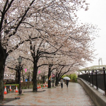 Sumida Park in Asakusa (Tokyo), Walk under the blooming cherry trees on a rainy spring day