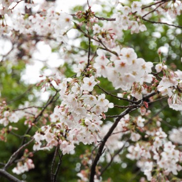 Sumida Park (Asakusa, Tokyo), Blooming cherry trees in late March