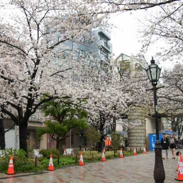 Sumida Park in Asakusa (Tokyo), Walk under the blooming cherry trees on a rainy spring day 2