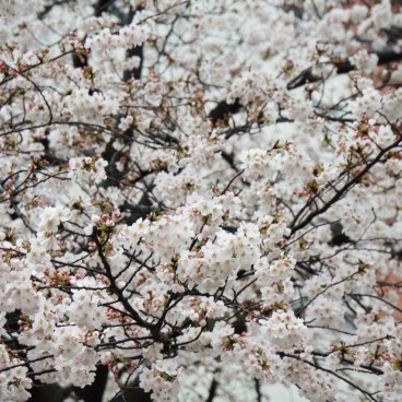 Sumida Park in Asakusa (Tokyo), Blooming cherry trees 4