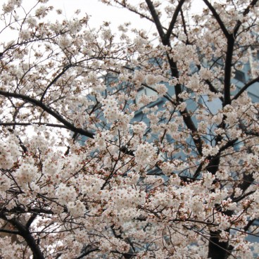 Sumida Park in Asakusa (Tokyo), Blooming cherry trees