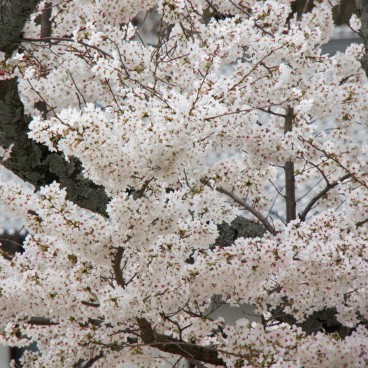 Mount Wakakusayama (Nara), Cherry blossoms in spring 3