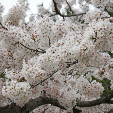 Mount Wakakusayama (Nara), Cherry blossoms in spring 2