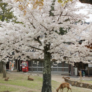 Mount Wakakusayama (Nara), Blooming cherry trees and shika deer