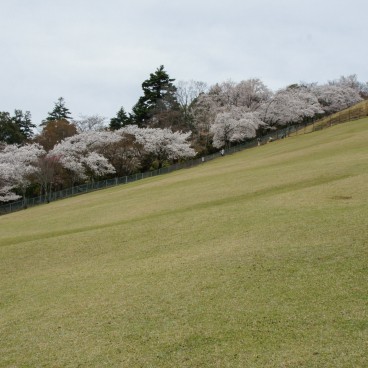 Mount Wakakusayama (Nara), Hillside in spring