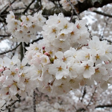 Mount Wakakusayama (Nara), Cherry blossoms in spring