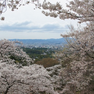 Mount Wakakusayama (Nara), View on Nara surrounded by blooming cherry trees