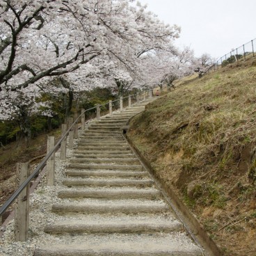 Mount Wakakusayama (Nara), Walking trail under the cherry blossoms 2