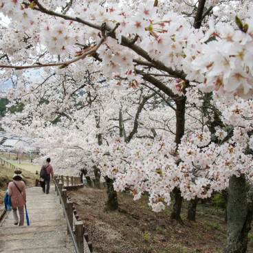 Mount Wakakusayama (Nara), Walking trail under the cherry blossoms