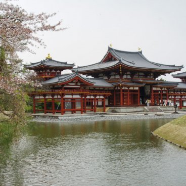 Byodo-in temple in Uji, Phoenix Hall and cherry tree