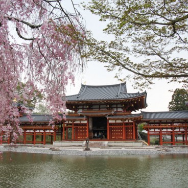 Byodo-in temple in Uji, Phoenix Hall and weeping cherry tree in spring