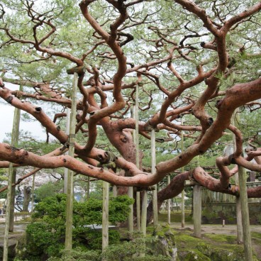 Kenrokuen Garden in Kanazawa, Neagari no matsu pine tree