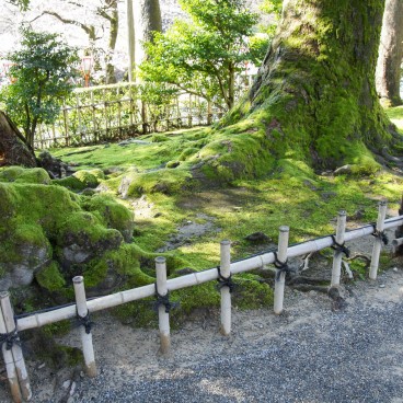 Kenrokuen Garden in Kanazawa, Walking path and vegetation in the garden 2