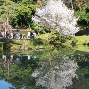 Kenrokuen Garden in Kanazawa, Sakura tree reflecting in the pond in spring