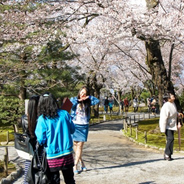 Kenrokuen Garden in Kanazawa, Visitors taking pictures under the blooming cherry trees in spring