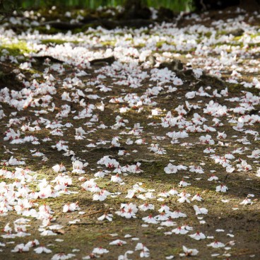 Kenrokuen Garden in Kanazawa, Cherry blossoms scattered on the ground in spring