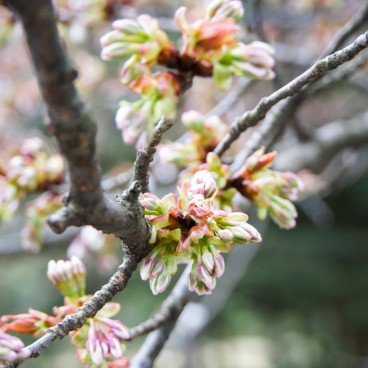 Kenrokuen Garden in Kanazawa, Cherry flowers