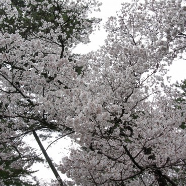 Kenrokuen Garden in Kanazawa, Blooming cherry trees in spring