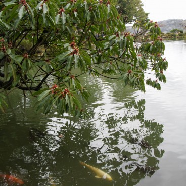 Kenrokuen Garden in Kanazawa, Koi carps in the pond