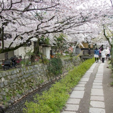 Philosopher's Path in Kyoto during cherry tree blooming in spring 2