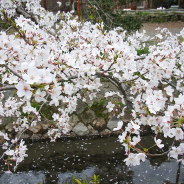 Philosopher's Path in Kyoto, Cherry tree branch hanging above the water