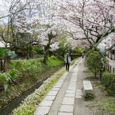 Philosopher's Path in Kyoto during cherry tree blooming in spring 5