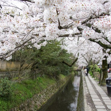 Philosopher's Path in Kyoto during cherry tree blooming in spring 6
