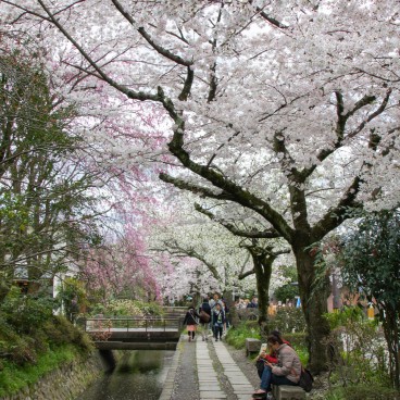 Philosopher's Path in Kyoto during cherry tree blooming in spring 7