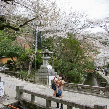 Philosopher's Path in Kyoto during cherry tree blooming in spring