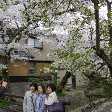 Philosopher's Path in Kyoto during cherry tree blooming in spring 3