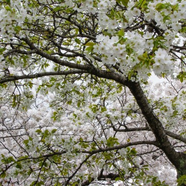 Philosopher's Path in Kyoto, Blooming cherry trees in spring