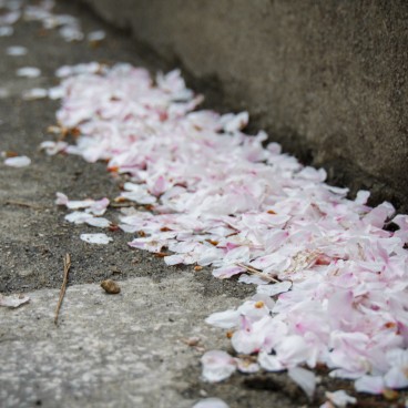 Philosopher's Path in Kyoto, Cherry blossoms in spring